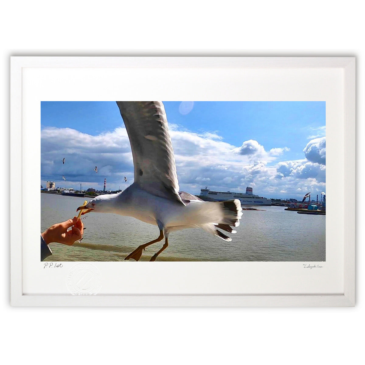 Playing with Black-tailed Gulls