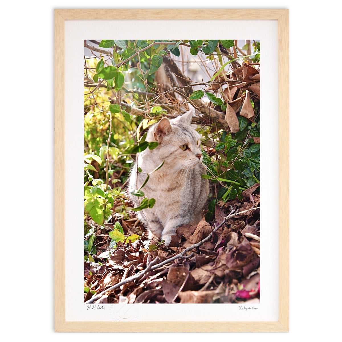 A sulky cat