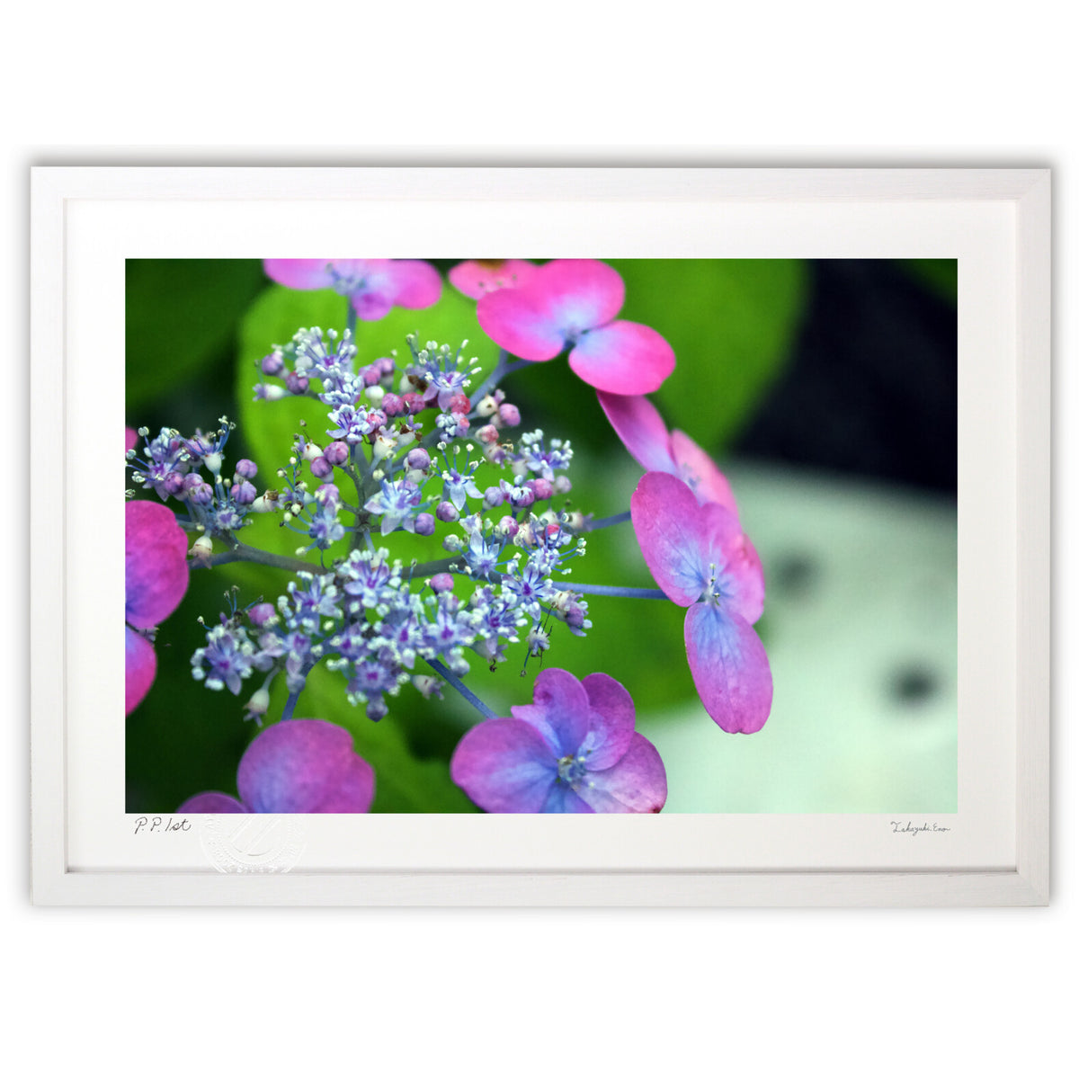 Rainy season flowers