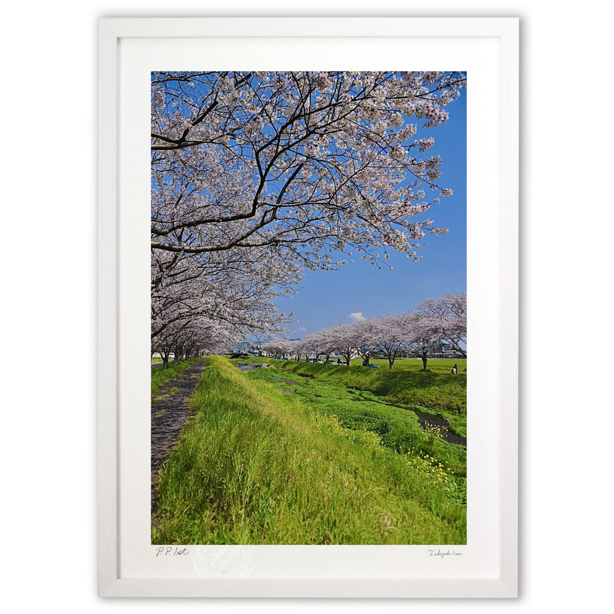 Perfect weather for cherry blossom viewing