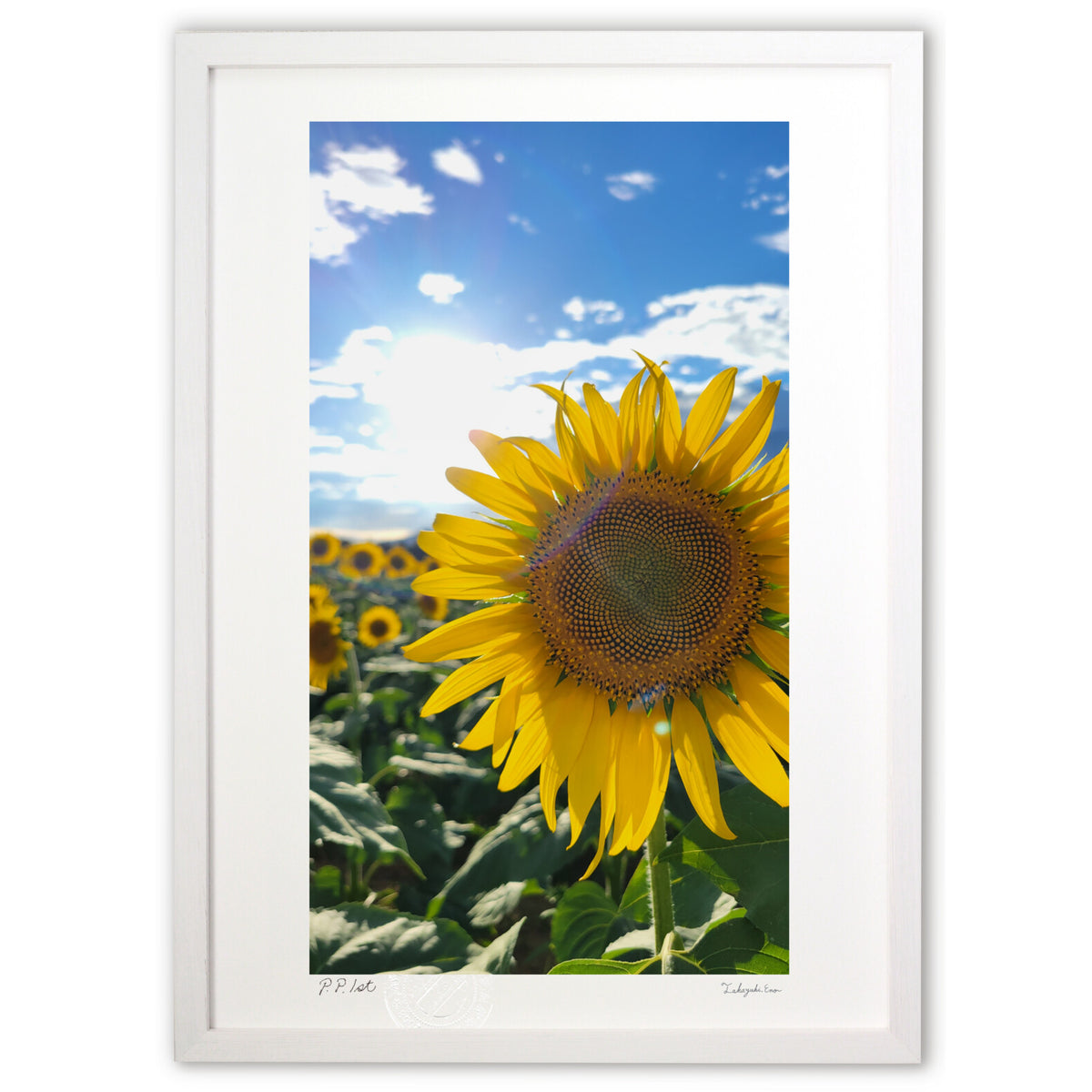 sunflower
