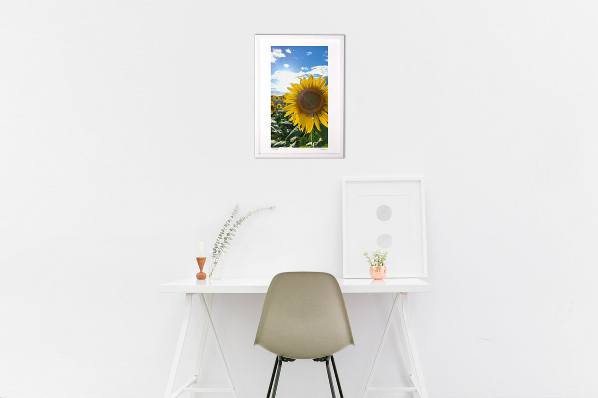 sunflower