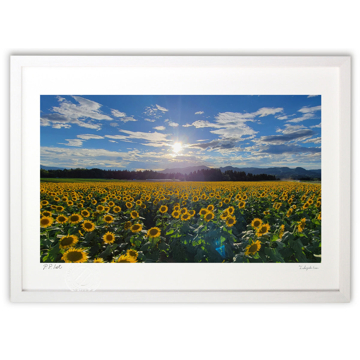 sunflower