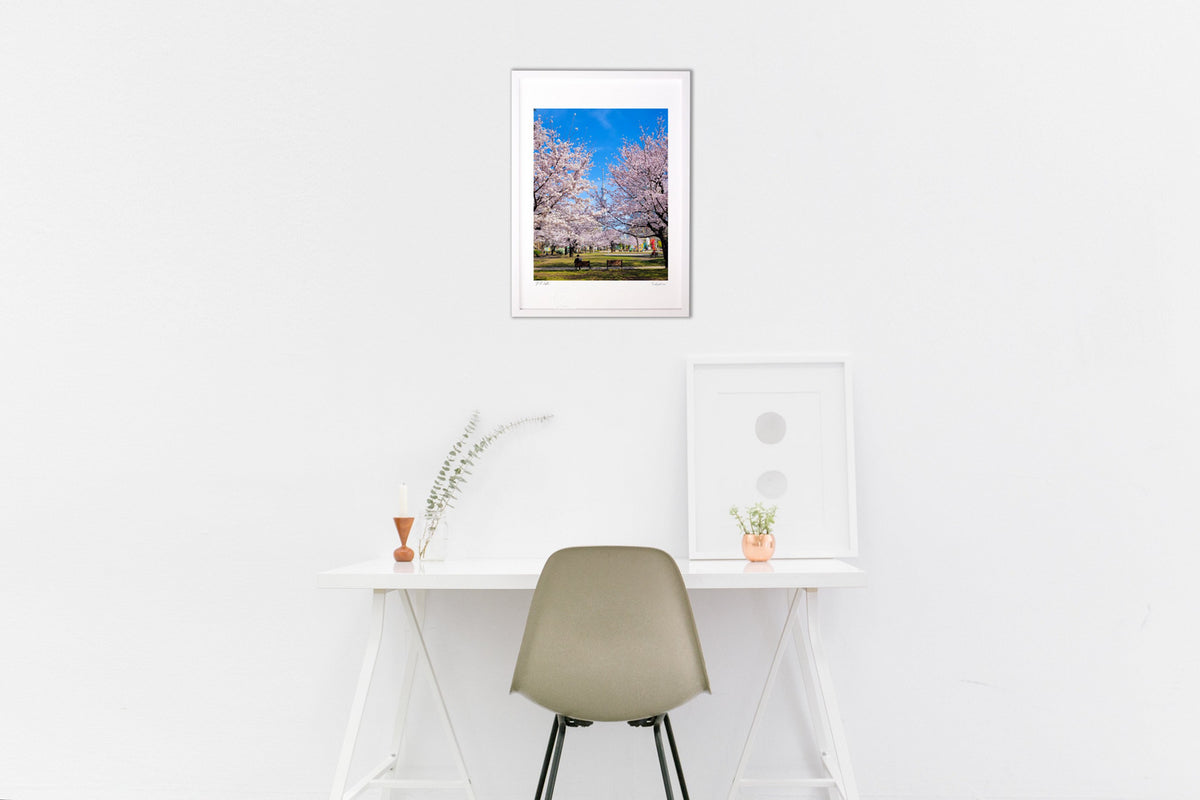 桜