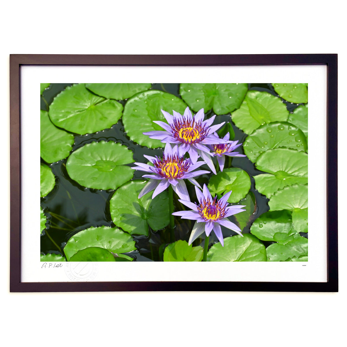 water lily