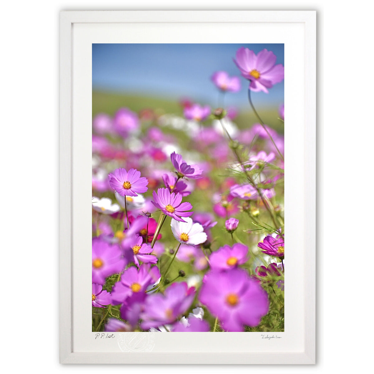 Lovely Cosmos