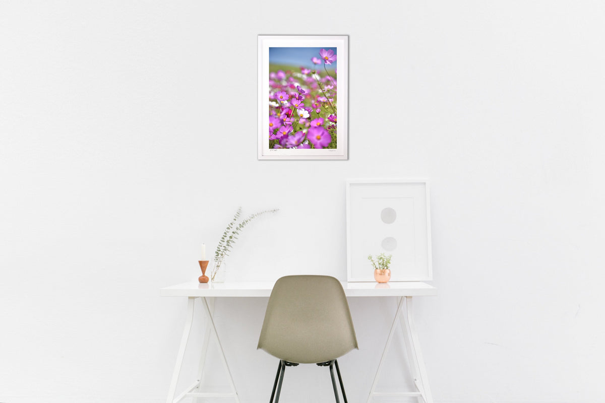 Lovely Cosmos
