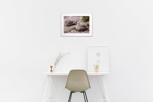 春鴨のひととき