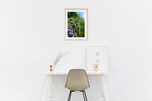 せせらぎの紫陽花