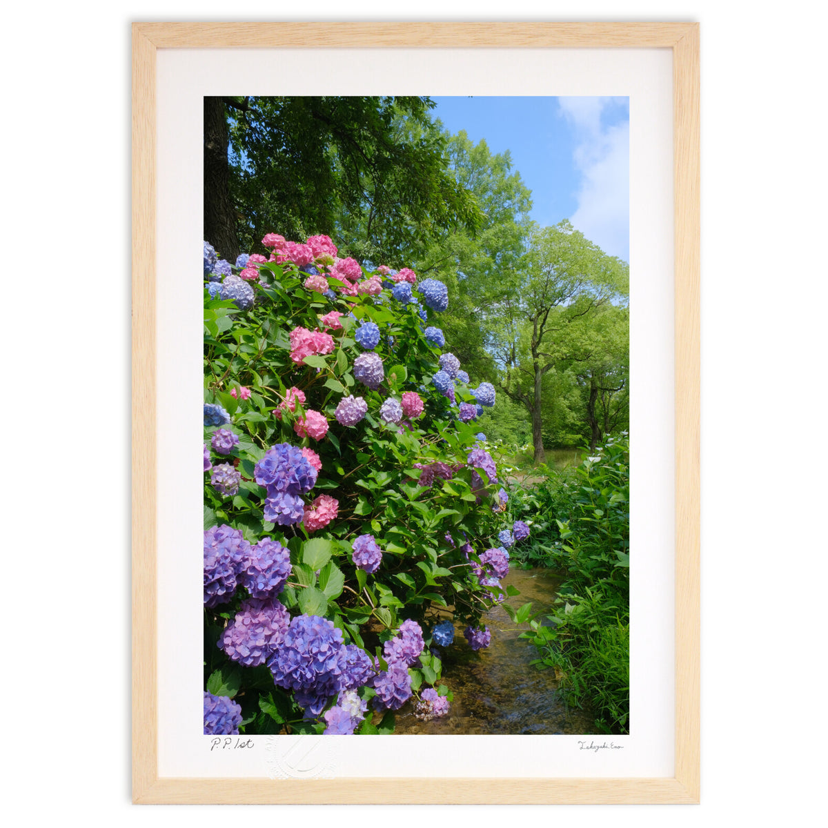 せせらぎの紫陽花