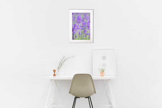 初夏を彩るラベンダー