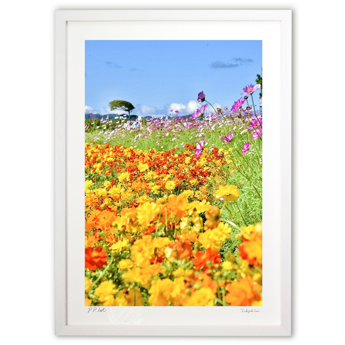 Marigold and Cosmos