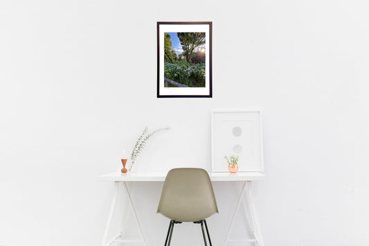 夕方の散歩 紫陽花の道