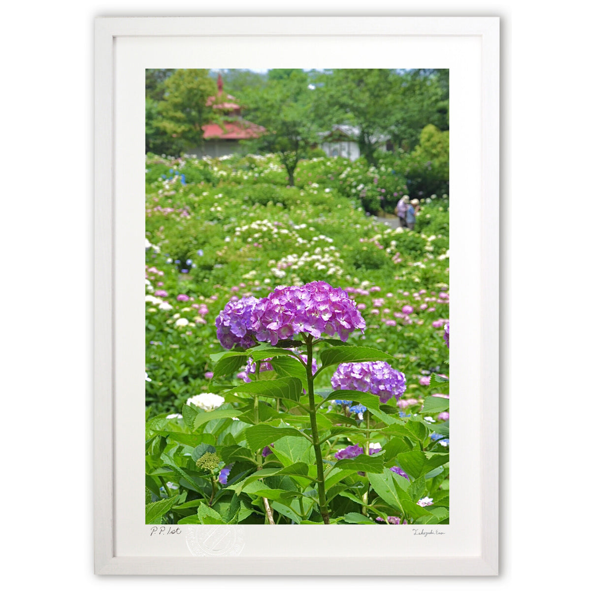 Hydrangea Garden