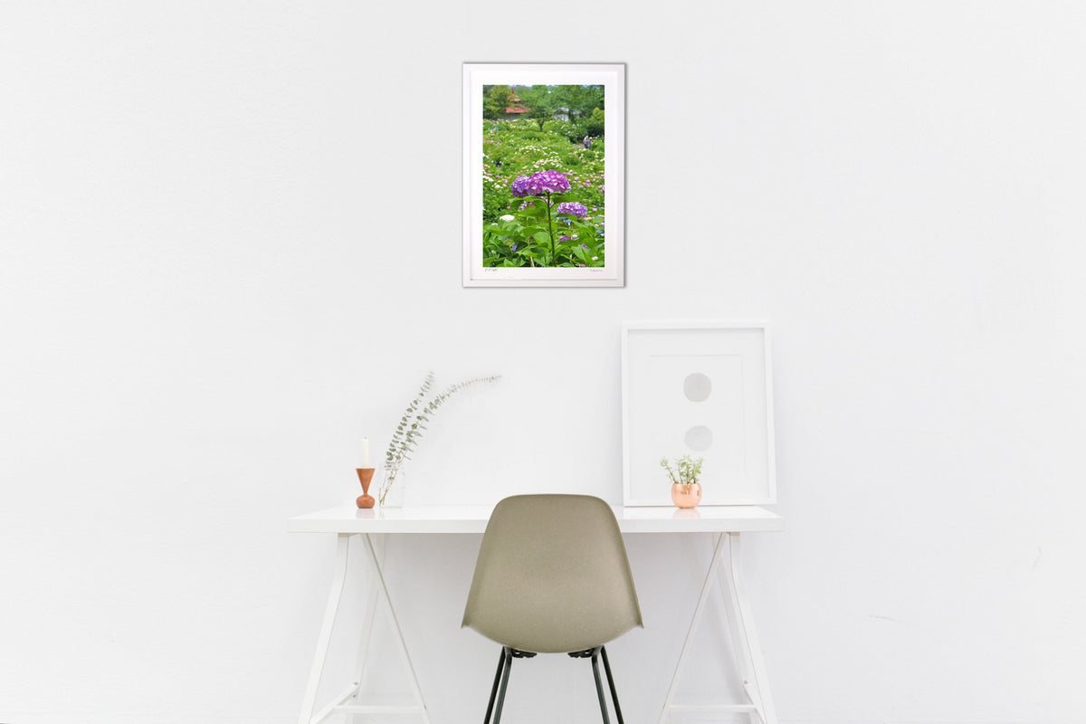 Hydrangea Garden