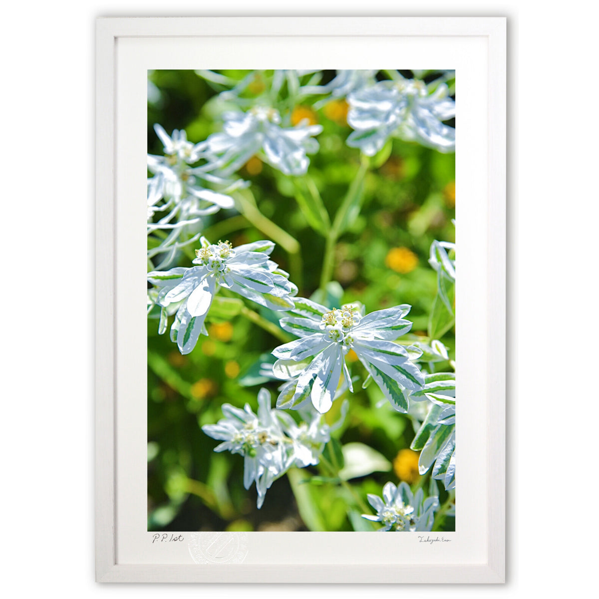 First snow grass