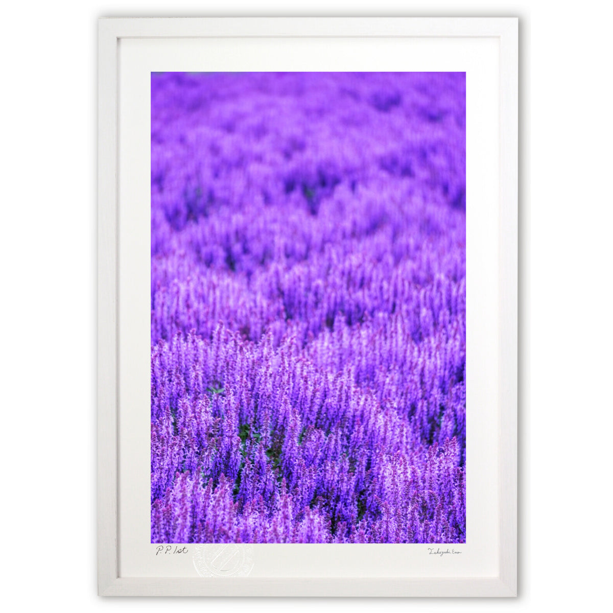Hokkaido catmint