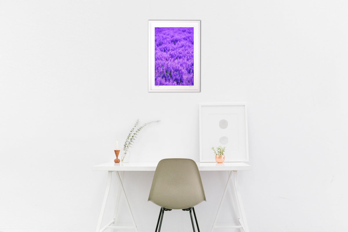 Hokkaido catmint
