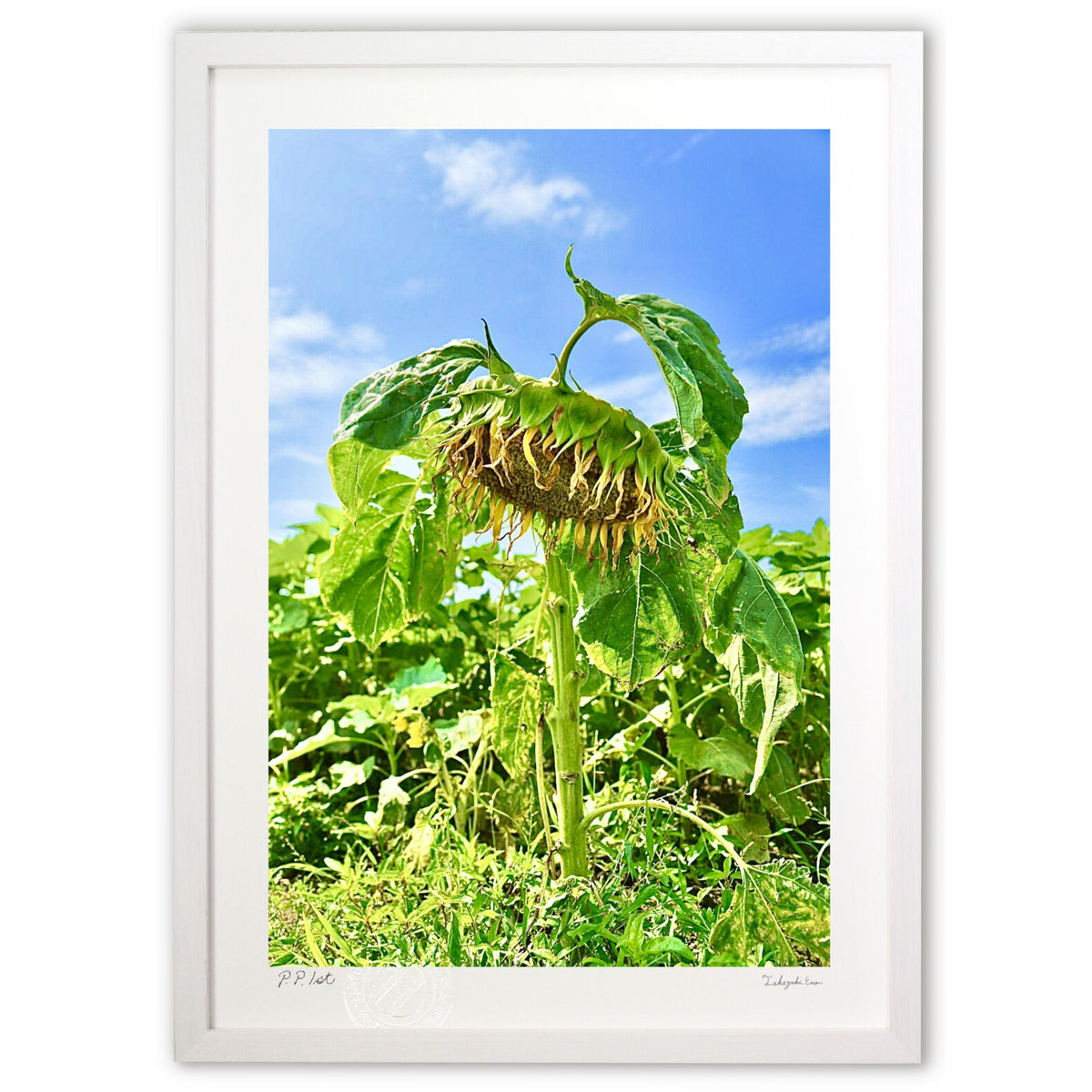 Haunted Sunflower