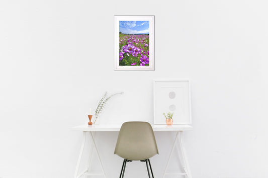 河川敷のコスモス畑