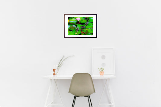 蓮の葉に遊ぶ水鴨 < ベビー >