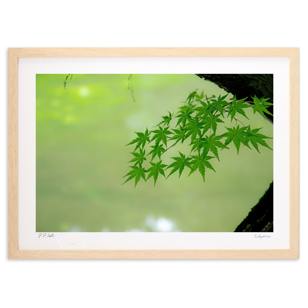 Summer. Maple leaves.