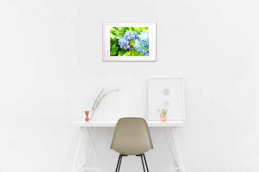 初夏のアジサイ