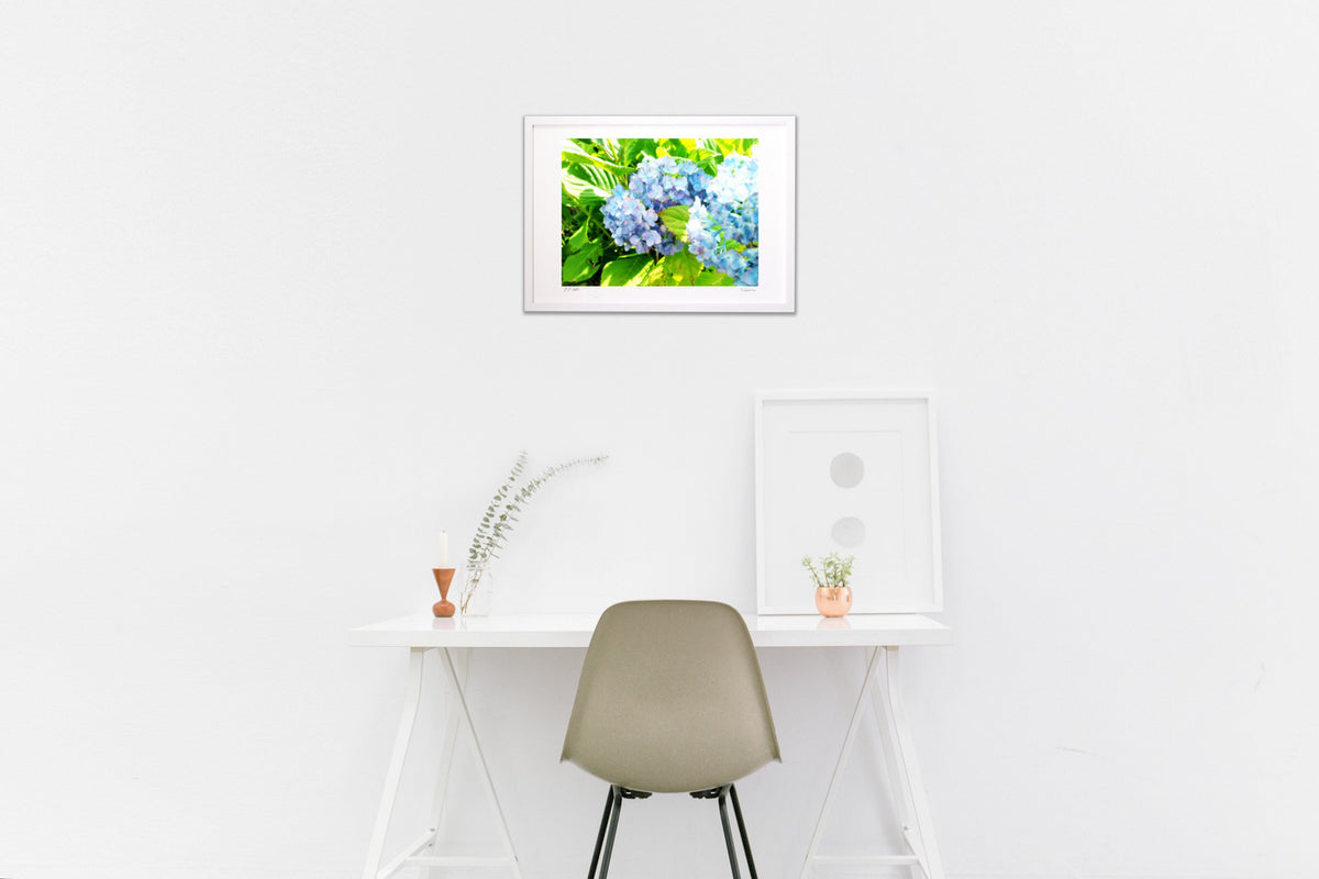 Hydrangeas in early summer