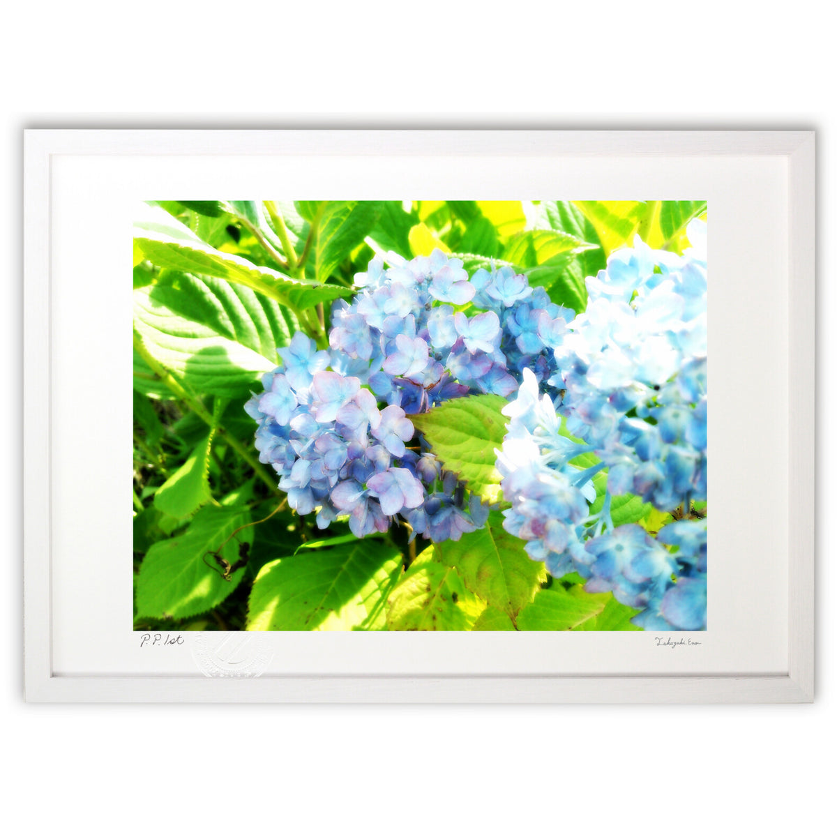 Hydrangeas in early summer