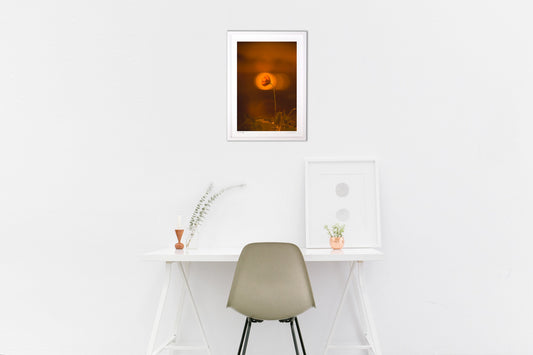 夕暮れのキバナコスモス