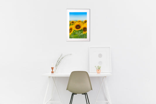 柔らかな向日葵