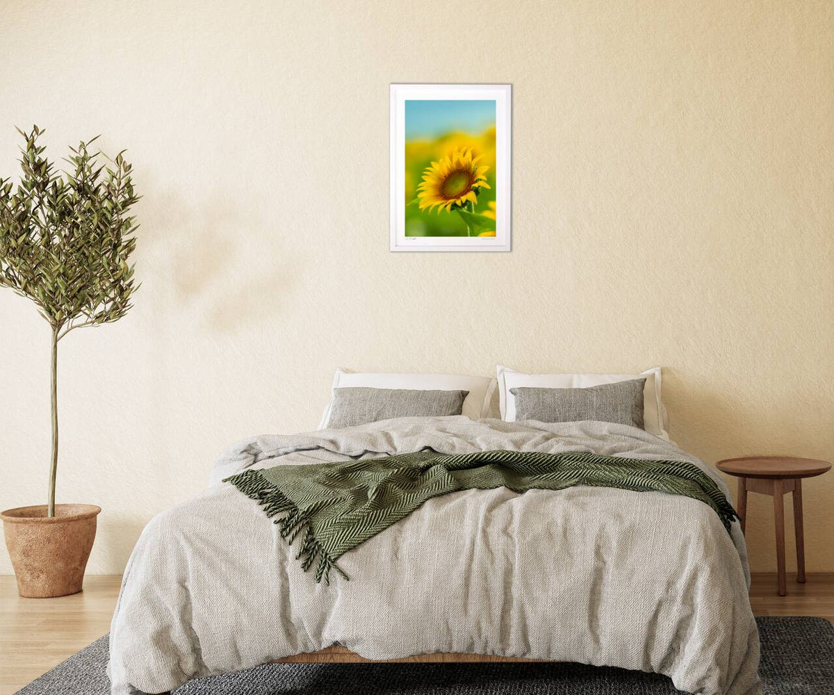 A single sunflower
