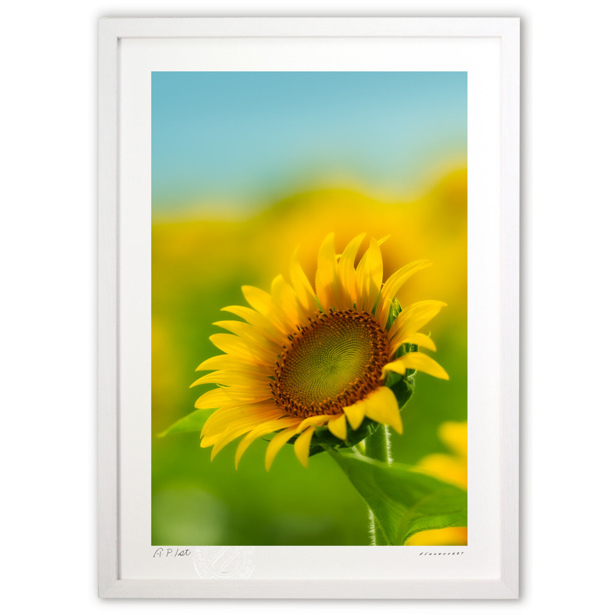 A single sunflower