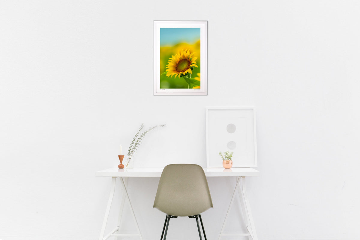 A single sunflower