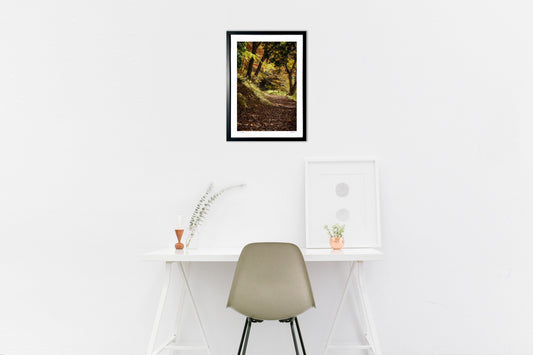 木漏れ日のそそぐ林道