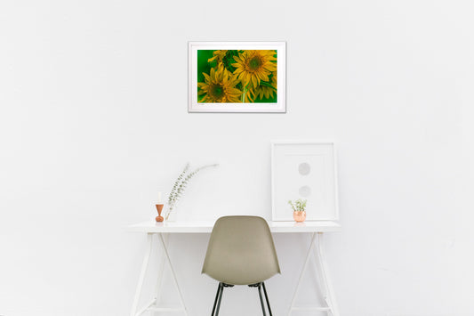 力強いひまわり