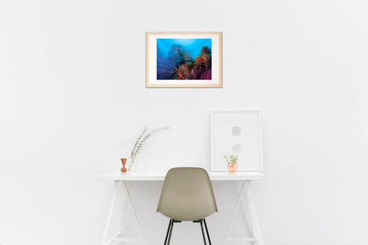 色鮮やかな水中風景