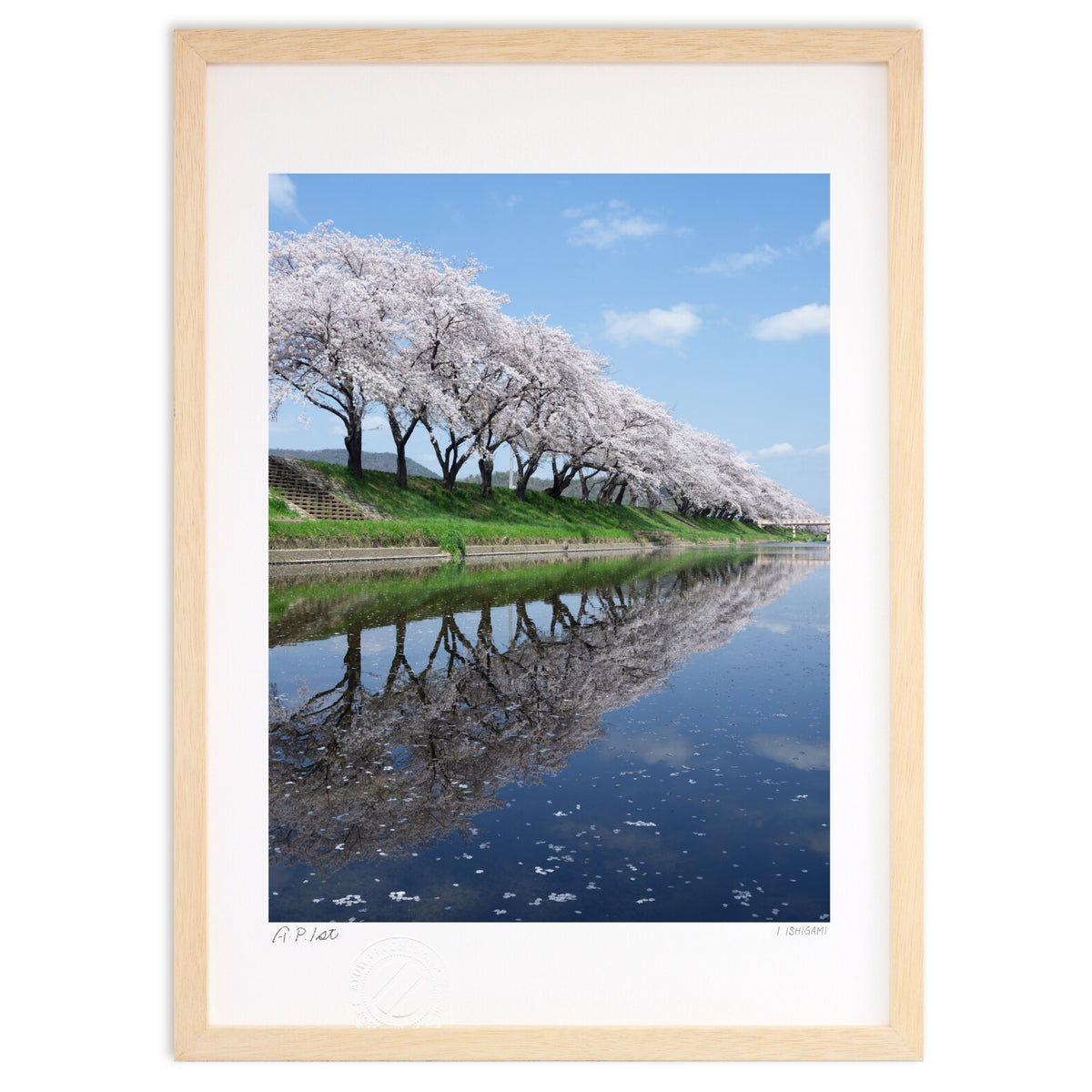 Cherry blossom trees