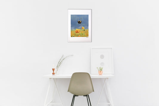 キバナコスモスと蝶