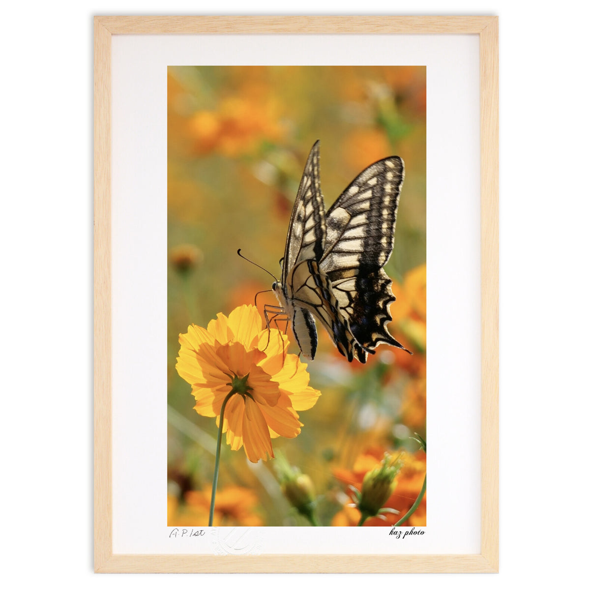 Swallowtail butterfly