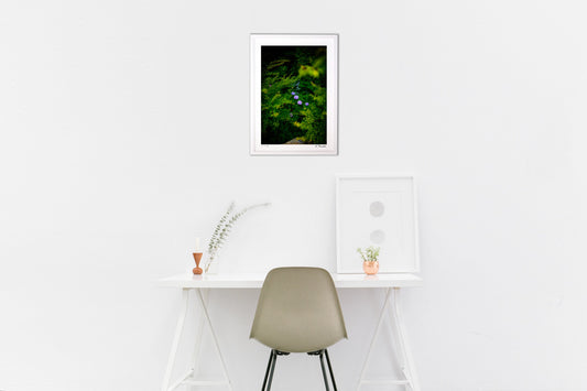 紫陽花と青紅葉の共演