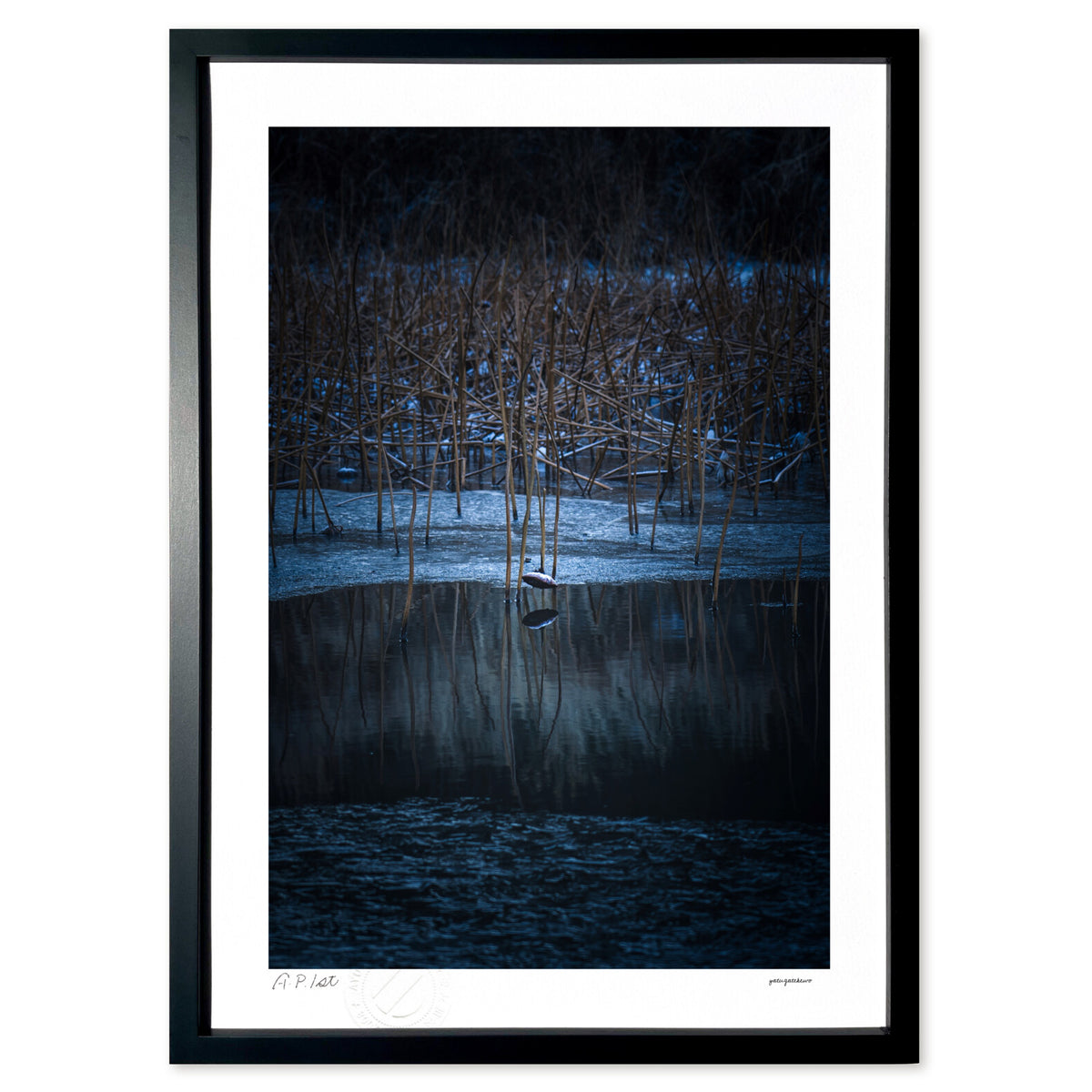 Withered lotus in a frozen world