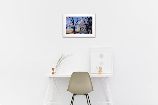 山梨県北杜市 眞原桜並木