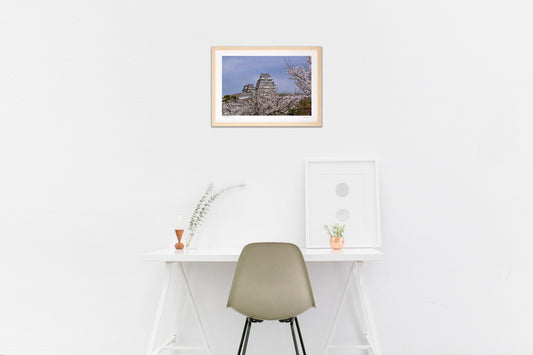 写真・桜と姫路城