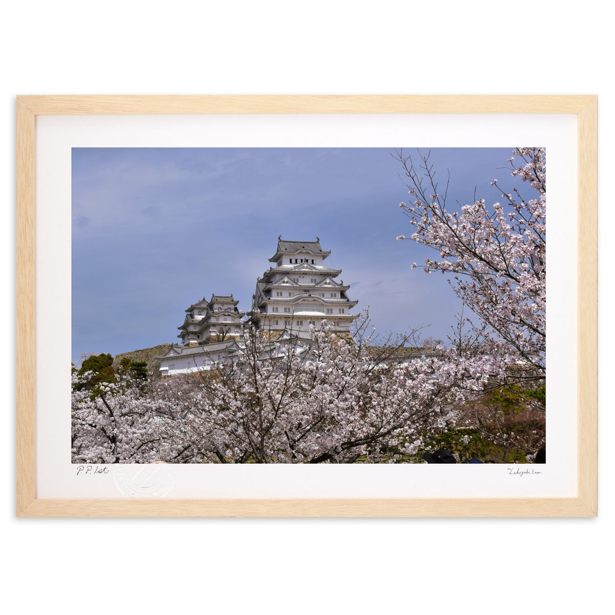 Photo: Cherry blossoms and Himeji Castle