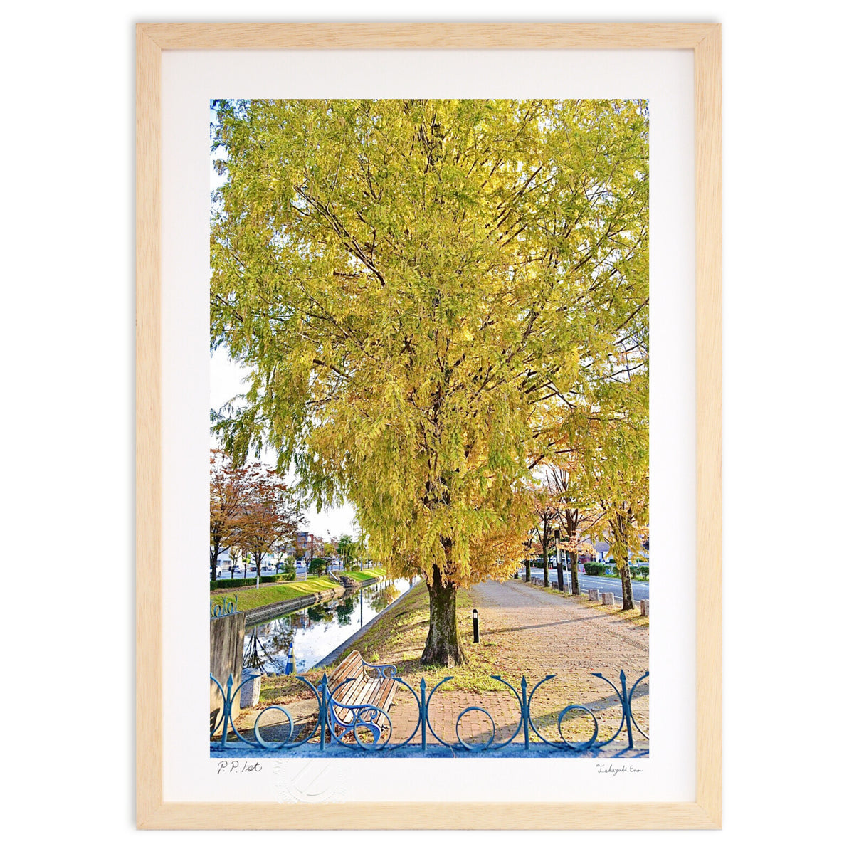 metasequoia