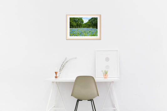 ヘブンリーブルー(西洋アサガオ)