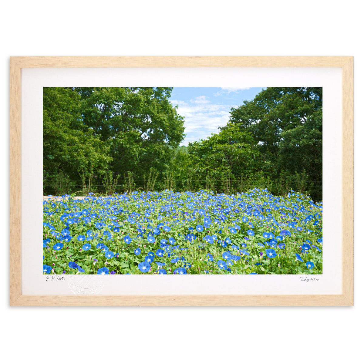 Heavenly Blue (Morning Glory)