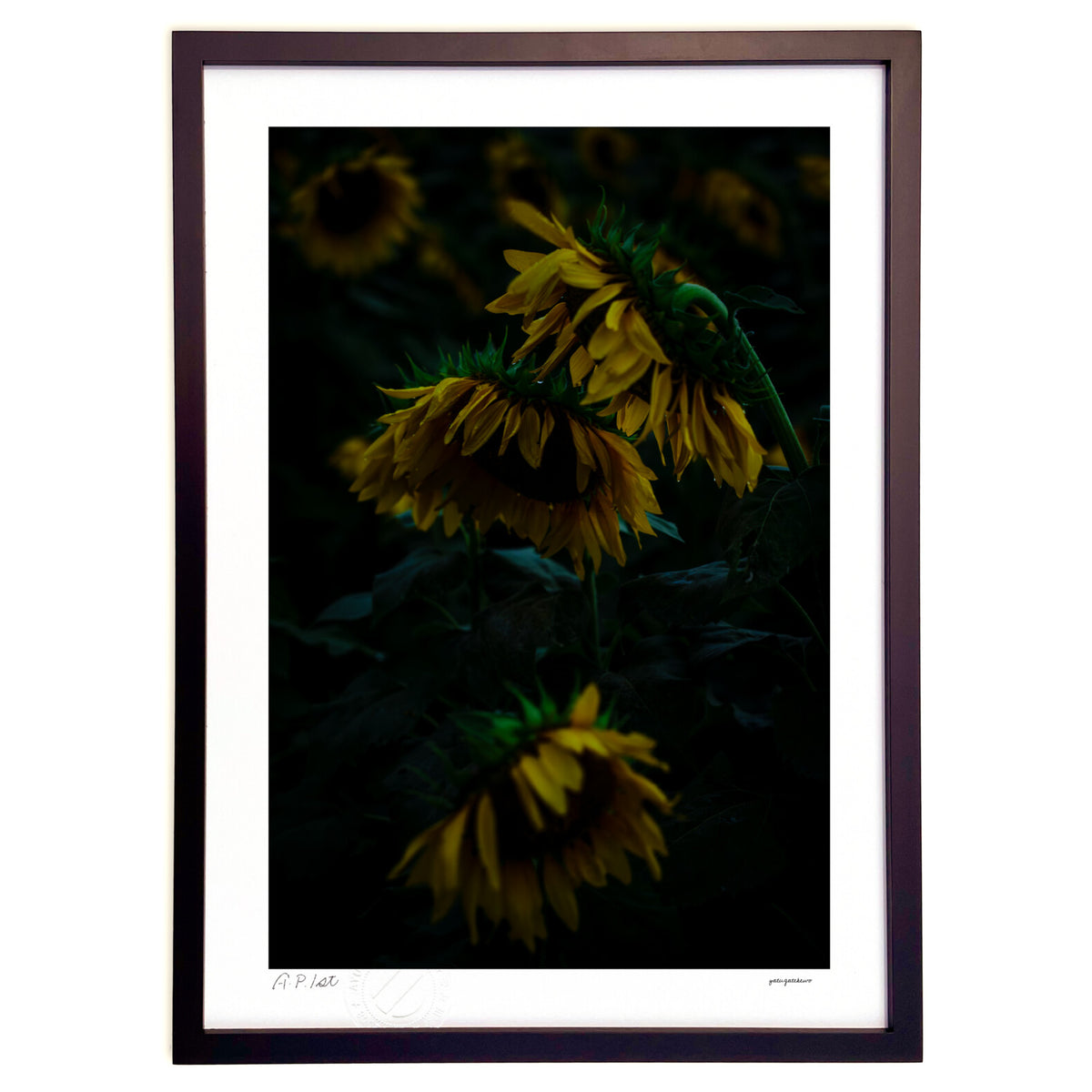 Sunflower field after the rain
