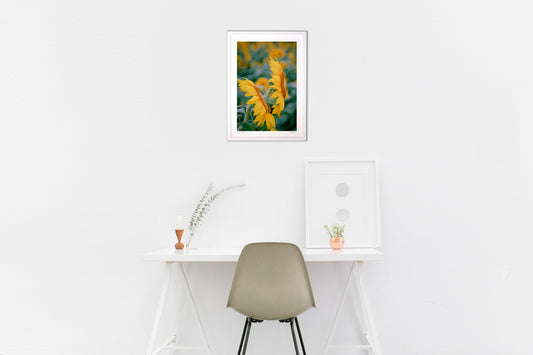 横顔のひまわり